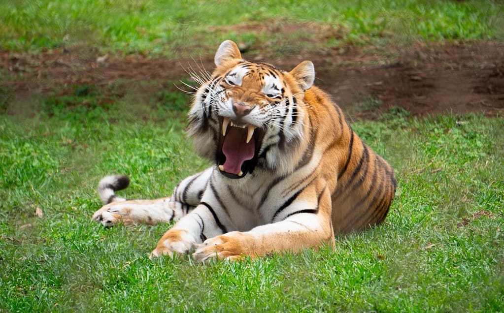 Tigre zoológico de Morelia