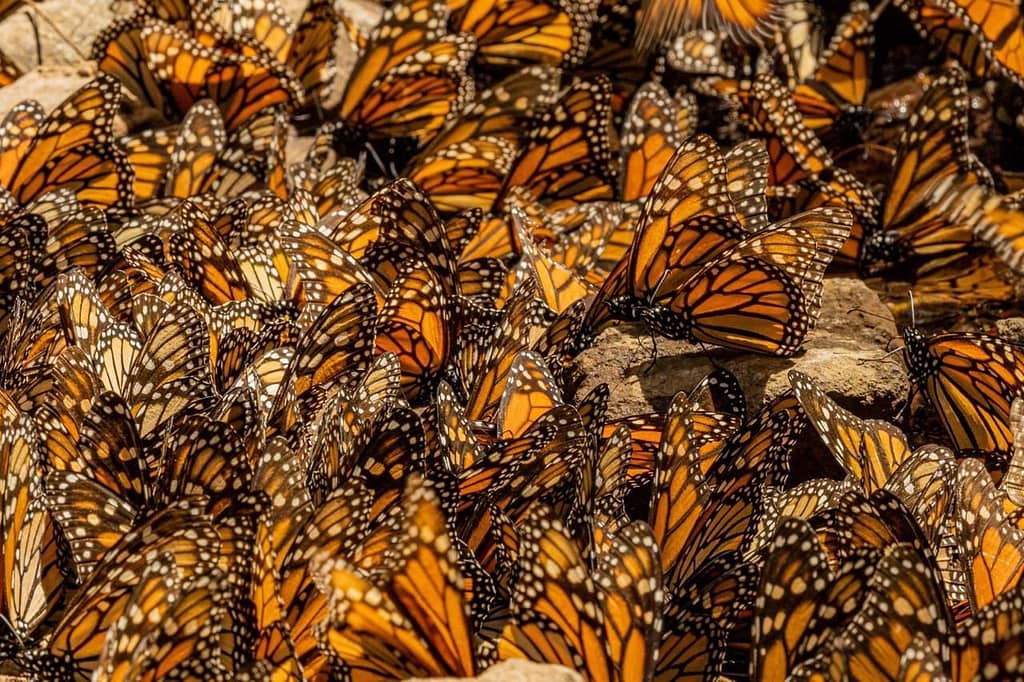 Miles de Mariposas Monarcas 
El Espectáculo de la Mariposa Monarca: ¿Cuál es la Mejor Fecha para Vivirlo?