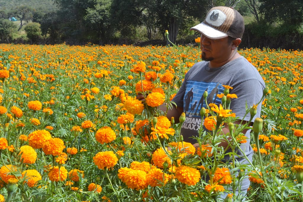 Campos llenos de flor de cempasúchil en Michoacán