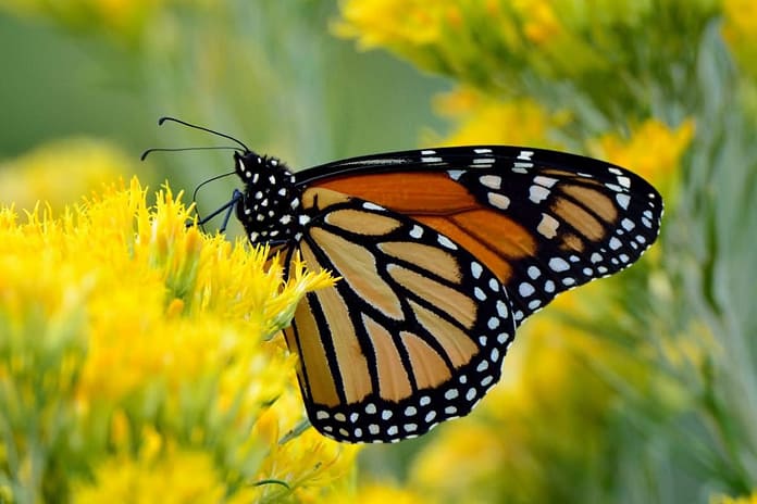 Mariposa Monarca