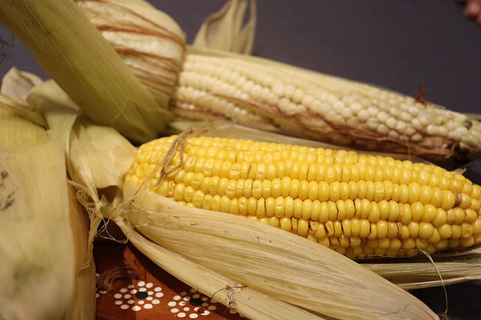 Festival del Elote